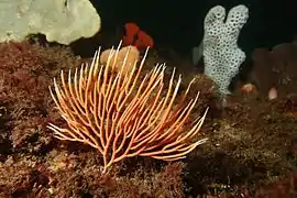 Sphaerokodisis sp.