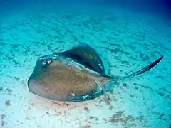 Dasyatis americana