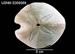 Spatangus diomedeae