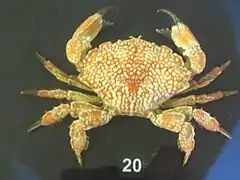 Lophozozymus pictor