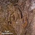 Empreinte de patte d'ours à lunettes découverte sur la paroi du gouffre de Chaquil au Pérou.