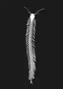 Speleonectes tanumekes, un rémipède (Remipedia)