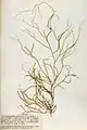 Spermatochnus paradoxus, planche de l'herbier des frères Crouan (Pierre-Louis et Hippolyte-Marie).