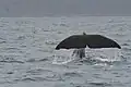Un grand cachalot vu d'un bateau d'observation des balienes au large de Kaikoura