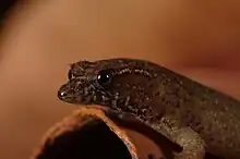 Profil droit d’un Sphaerodactylus parthenopion vu de près