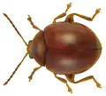 Sphaeroderma rubidum (Graells, 1858).