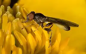 Sphegina montana.