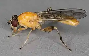 Sphegina sibirica.