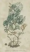 Sphérocoque à feuilles en éventail.