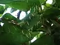 Sphodromantis viridis nymphes, chacune de 4 mm, à peine écloses de leur oothèque