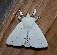 Papillon.