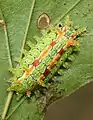 Euclea delphini sur une feuille d'orme de Samarie