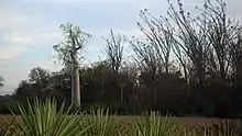 Forêt à Berenty