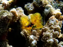 Spirobranchus cf. gardineri