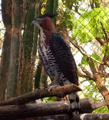 Aigle orné (Spizaetus ornatus)