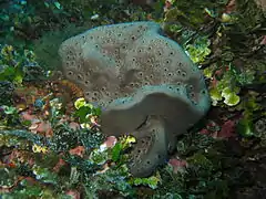 Spongia lamella