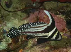 Chevalier ponctué (Equetus punctatus)
