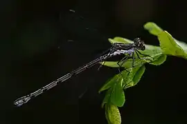Femelle photographiée dans l'Ontario.