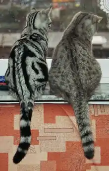 Deux tabby côte à côte : « blotched  tabby » et « spotted tabby »