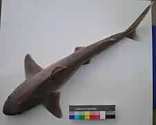 Squalus bucephalus