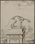 Squelette du raton laveur