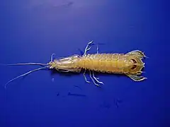 Squilla chydaea