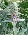 Stachys byzantina à Las Vegas Springs Preserve
