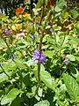Vue de l'épi floral de Stachytarpheta jamaicensis en Guadeloupe
