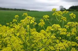 Colza(Brassica napus).