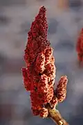Fruit
