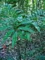 Stangeria eriopus (Stangeriaceae)