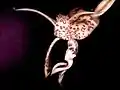 Stanhopea haseloviana