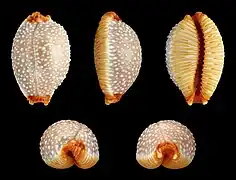 Staphylaea staphylaea