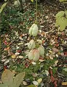 Fruits de Staphylea pinnata
