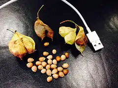 Fruits et graines de Staphylea pinnata