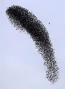  Photographie en couleurs d'une nuée d'oiseaux se détachant en noir sur fond de ciel bleu.