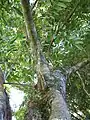 Houppier de Carapa guianensis