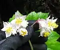 Fleurs mâles et femelles (en bas)