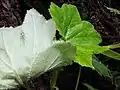 Revers de la feuille