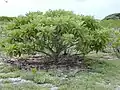 Petit arbre en forme de corolle, à feuille vertes.