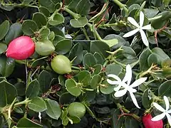 fleurs et fruits