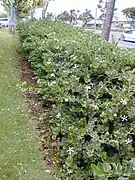 buisson épineux