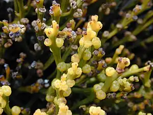 Sporanges de Psilotum nudum.