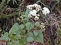 Feuilles et inflorescences.