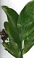 rameau feuillé et vieilles gousses d’Acacia mangium (à Hamakuapoko, Maui, Hawaï)