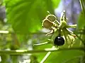 Fruits.