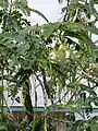 Branchages de S. grandiflora.