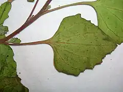 Feuille