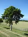 Arbre.