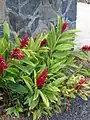 Alpinia purpurata